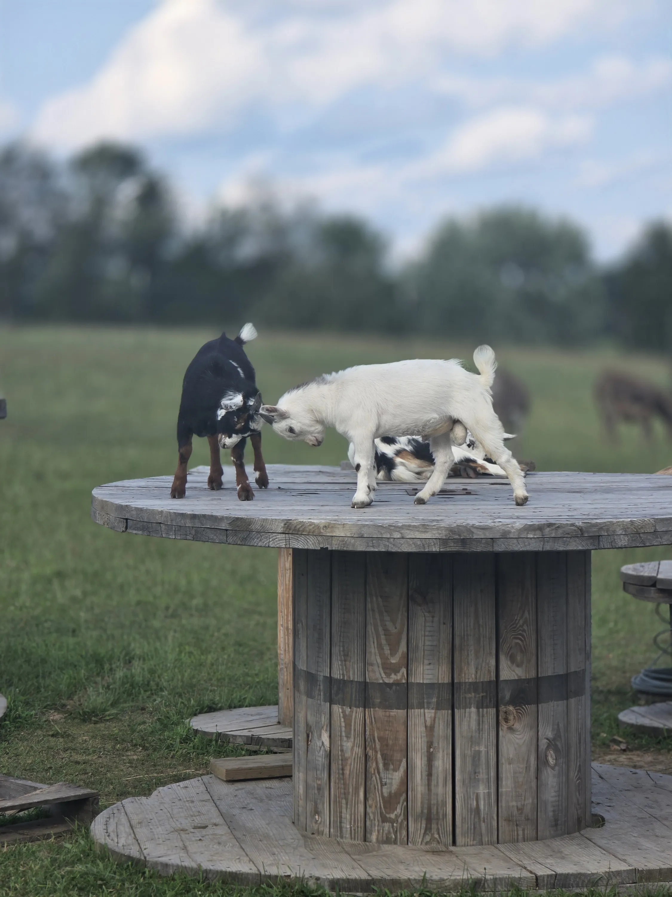 Goat kids headbutting on a wooden spool