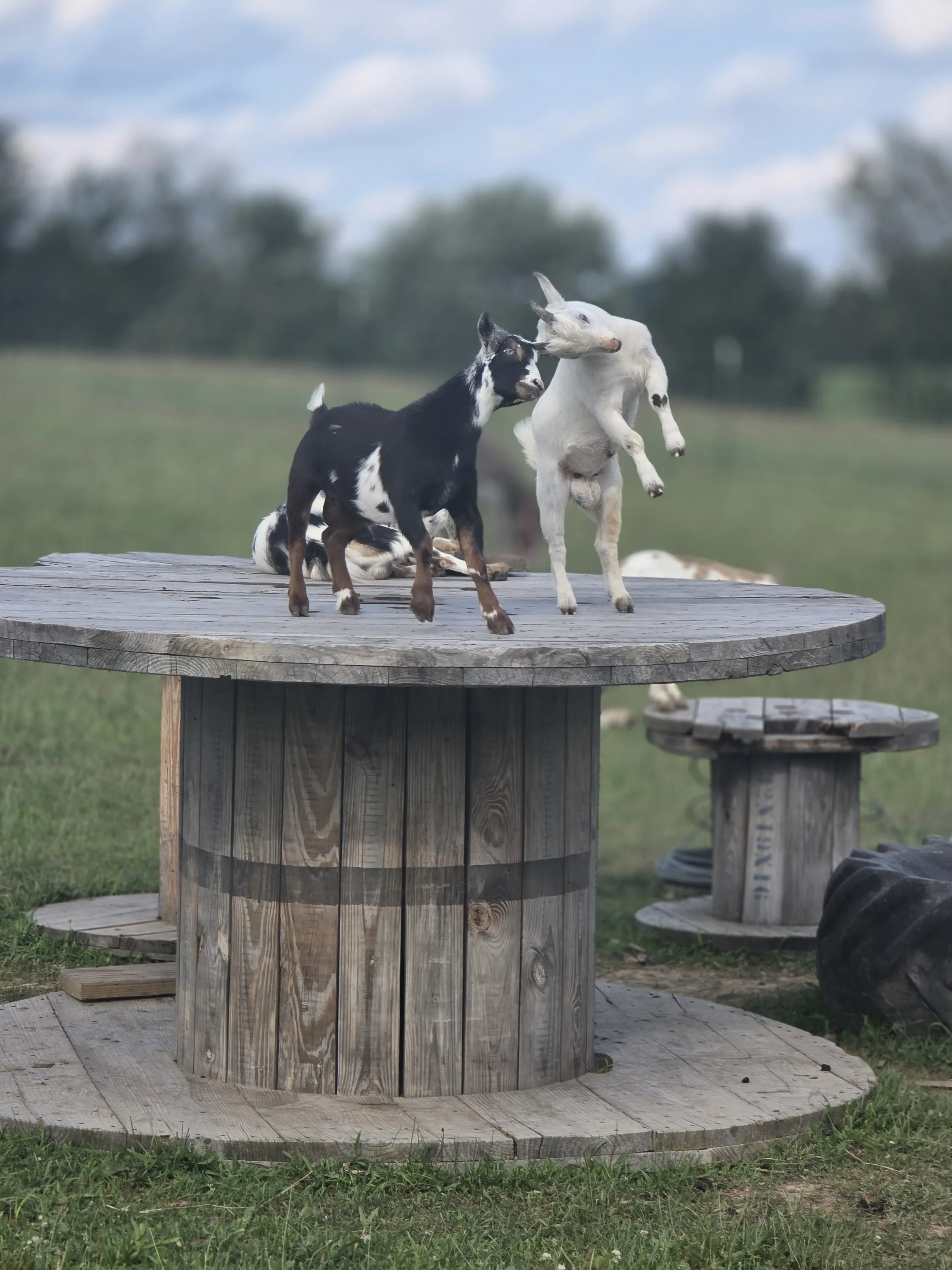 Goat kids playing on a wooden spool
