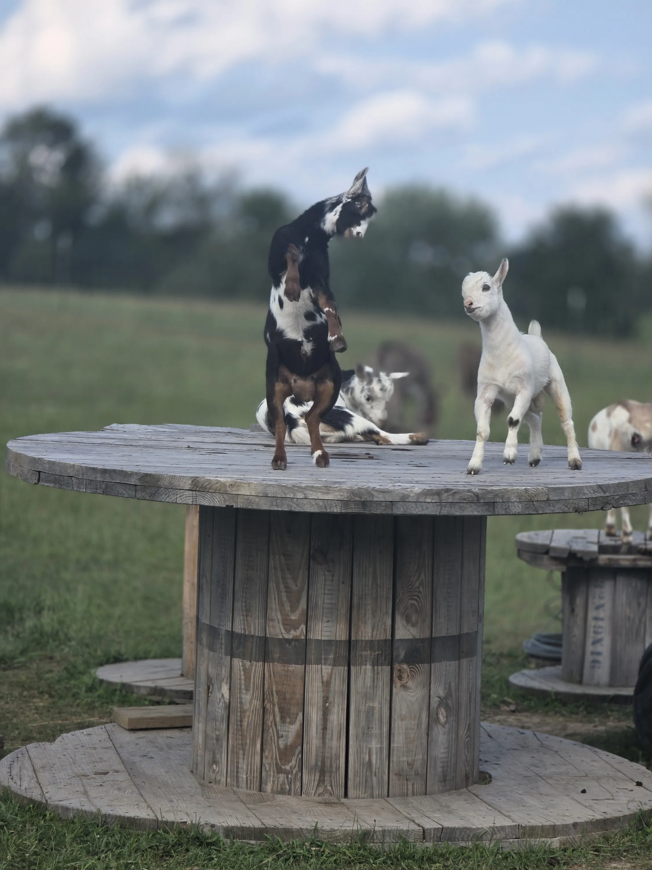 Baby goats playing on a wooden spool
