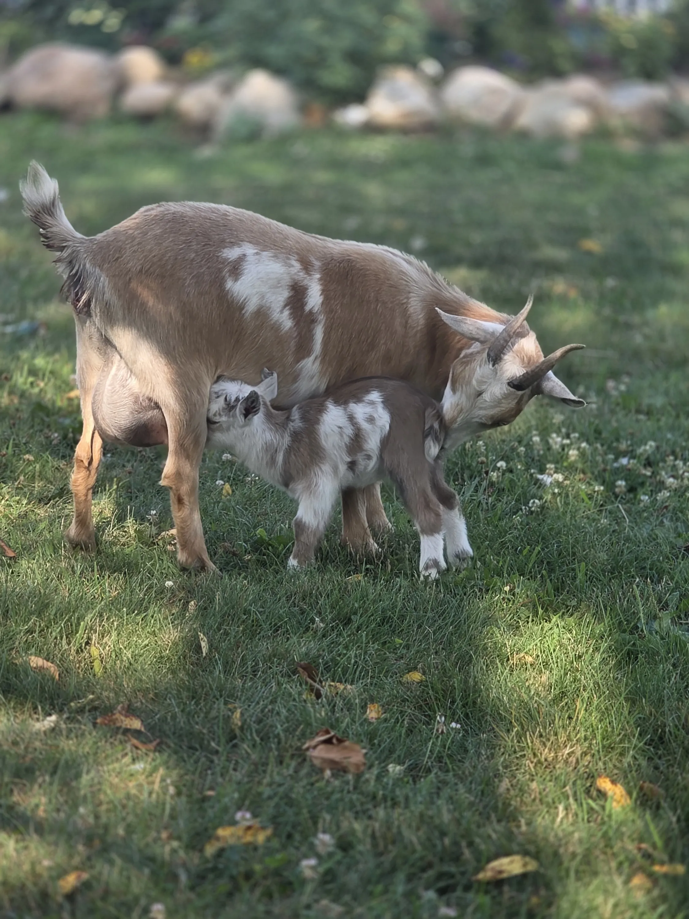 Mama goat nursing her kid