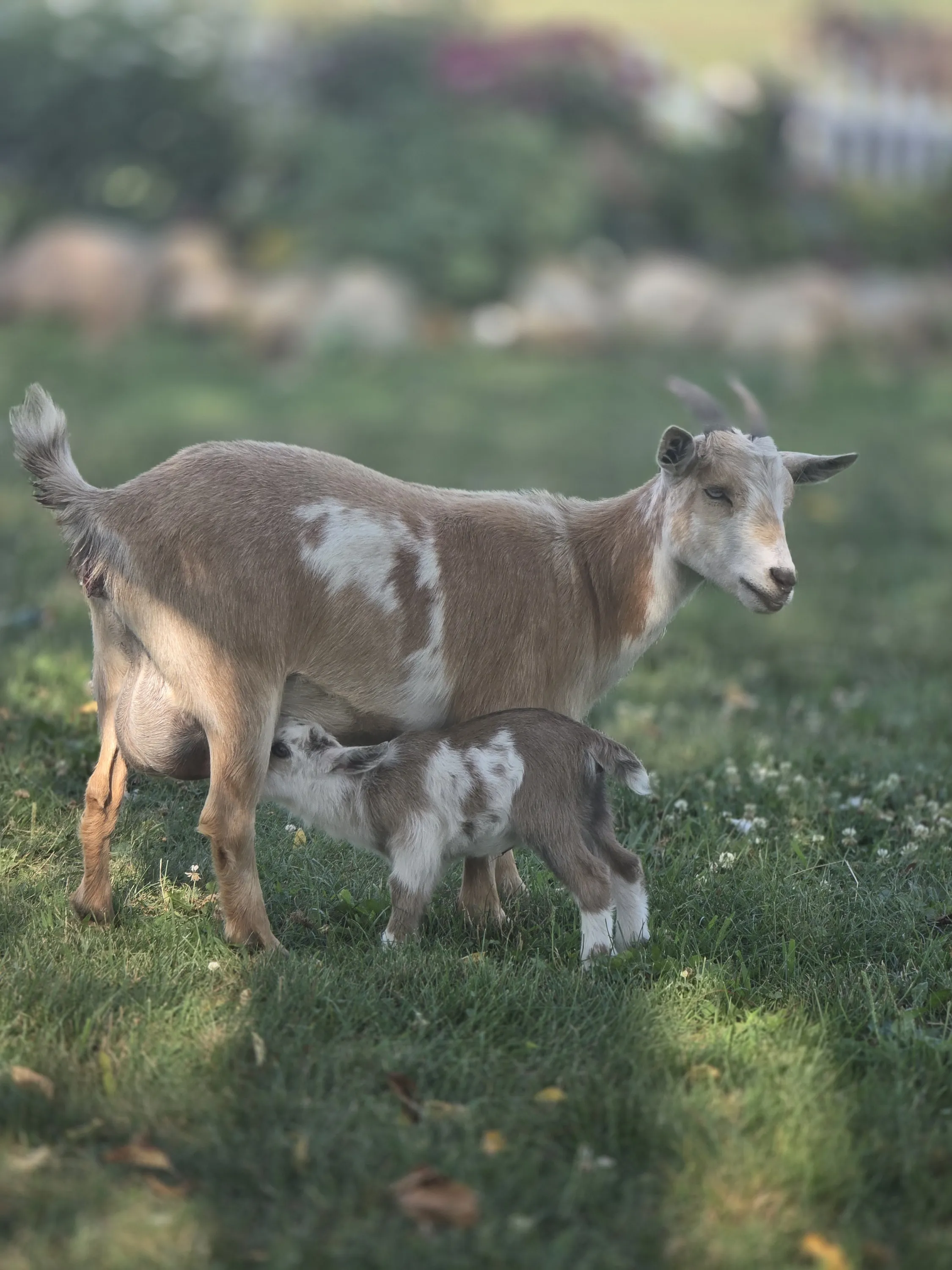 Mama goat nursing her kid