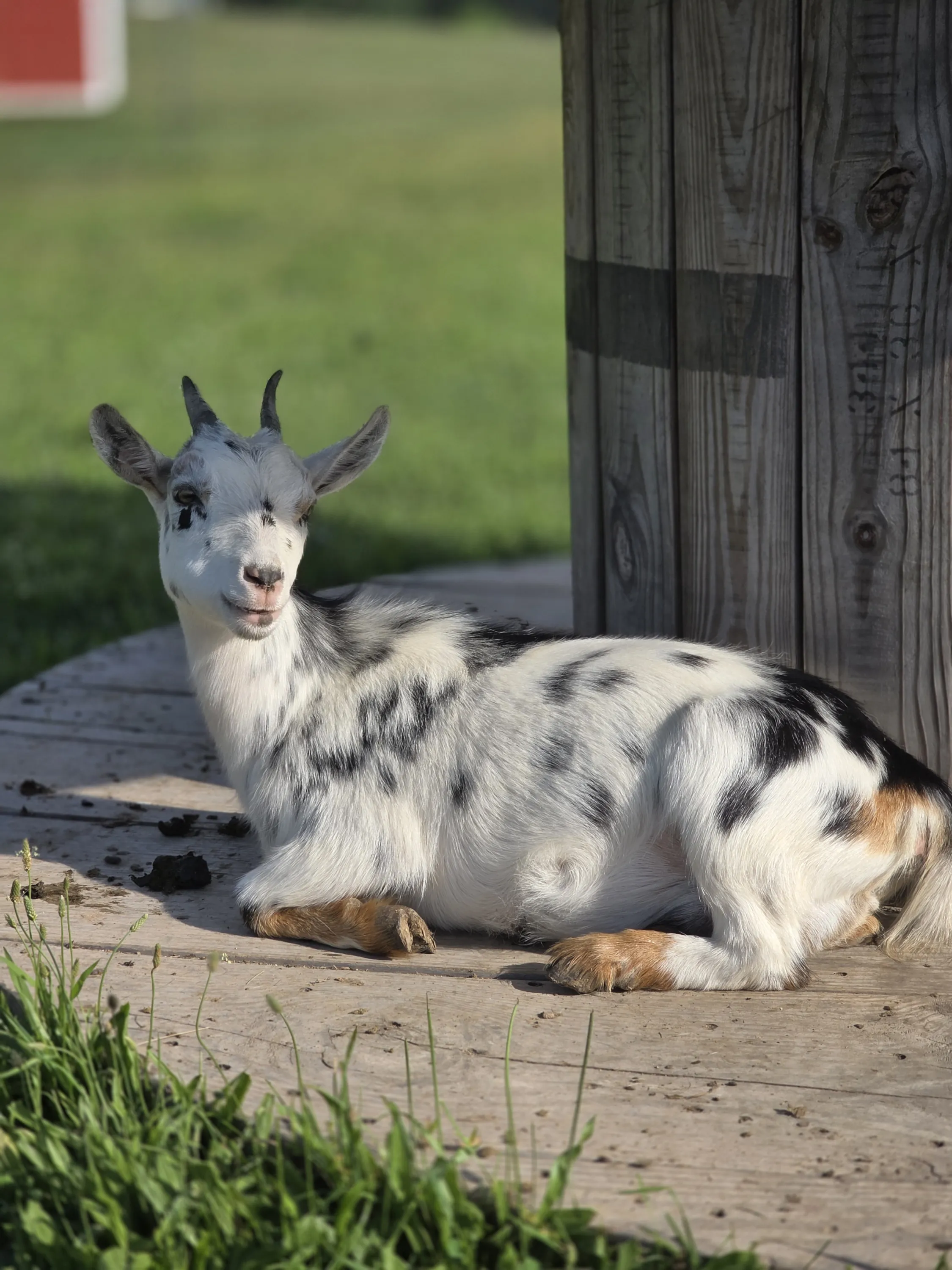 Spotted goat lying in the grass