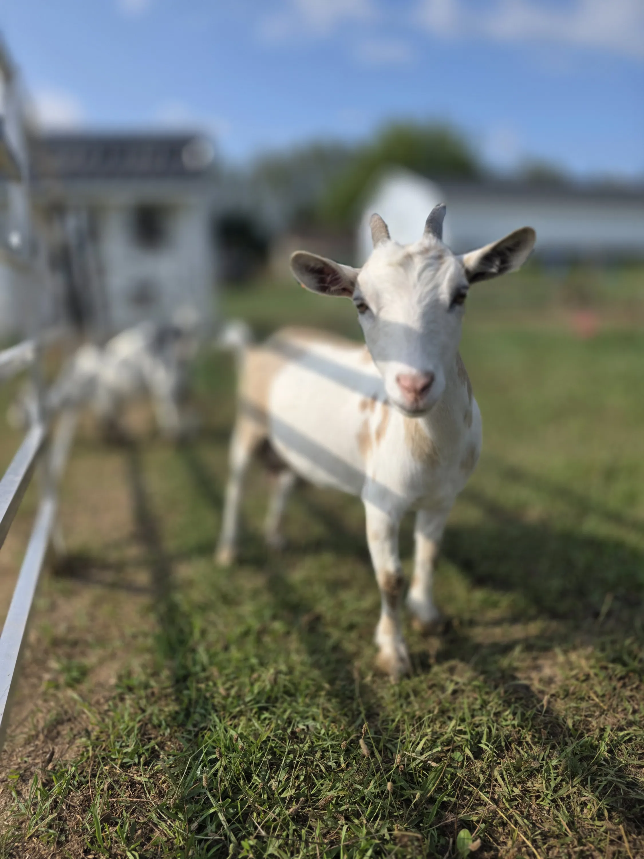 White and tan goat in the pasture