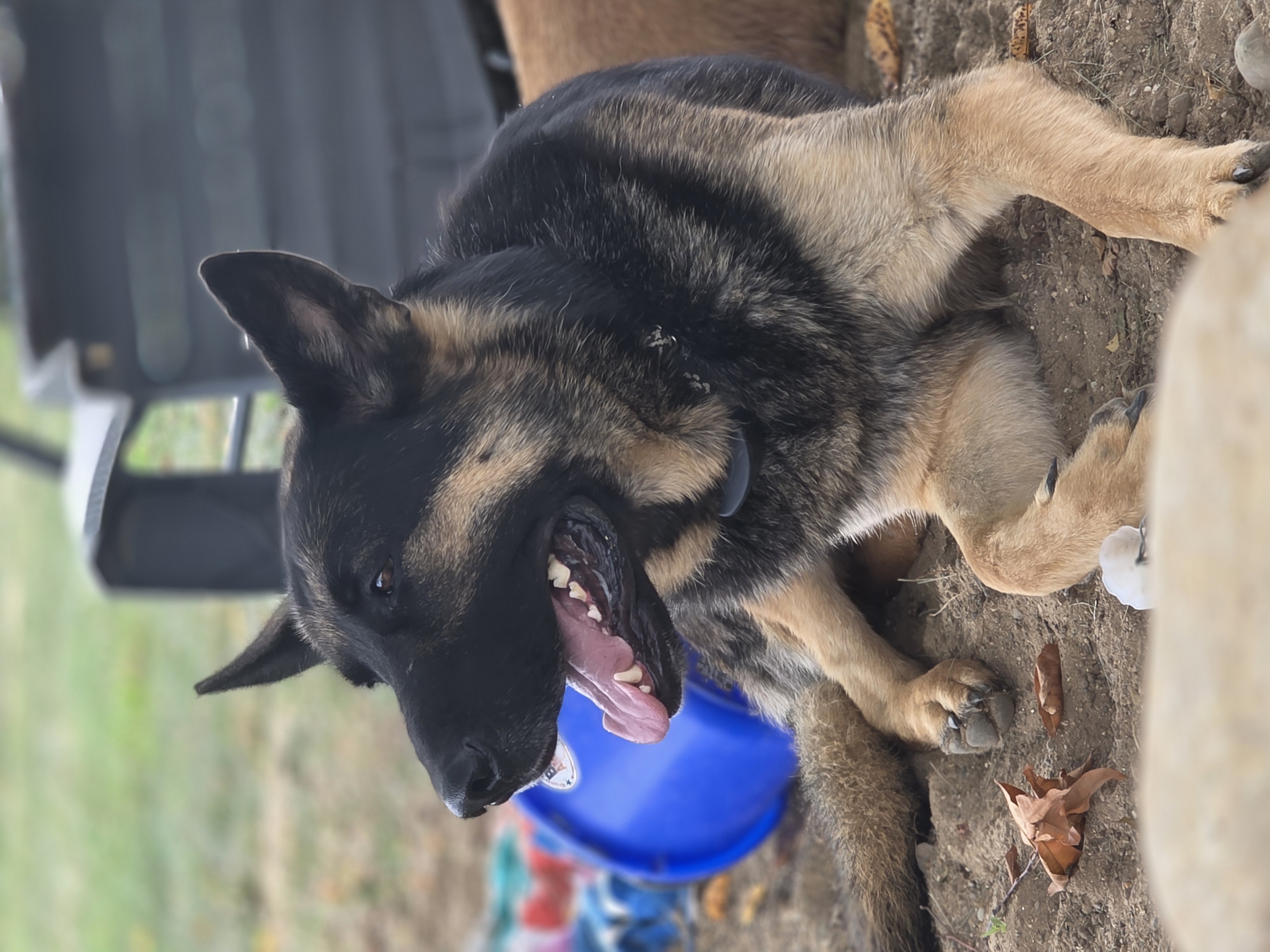 Maverick, the farm's guardian dog