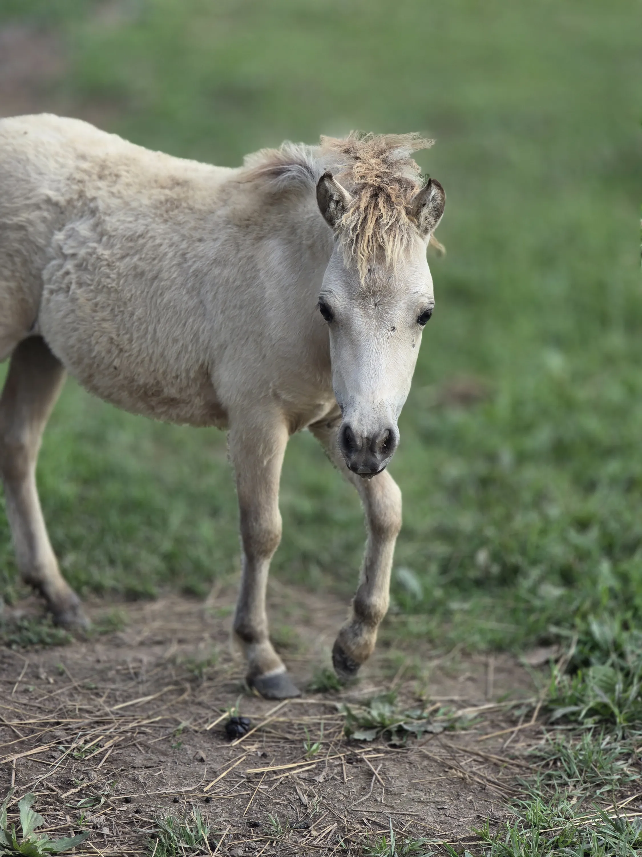 Mini horse foal close up