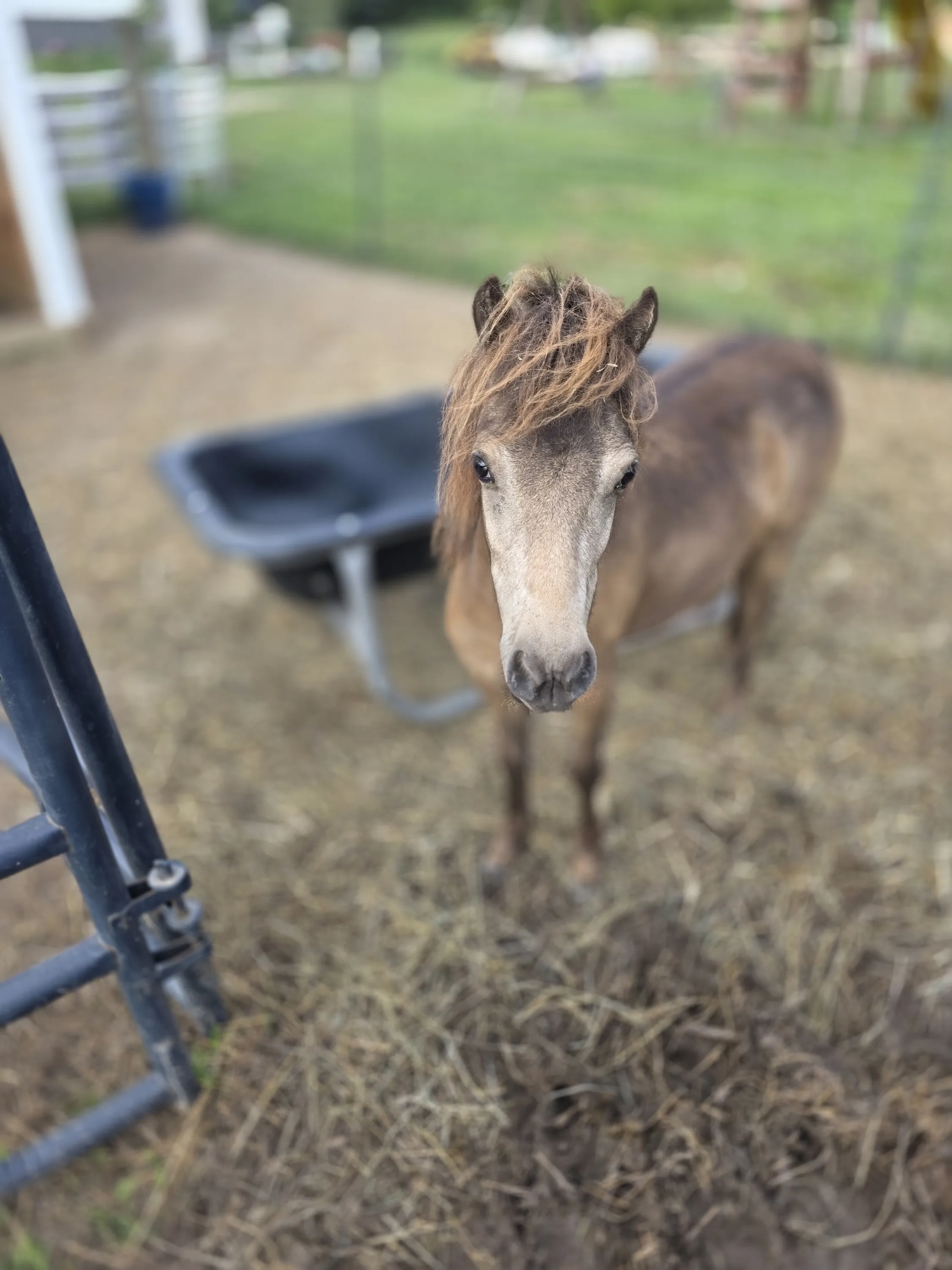 Mini horse in the pasture